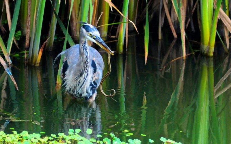 Heron With Dinner