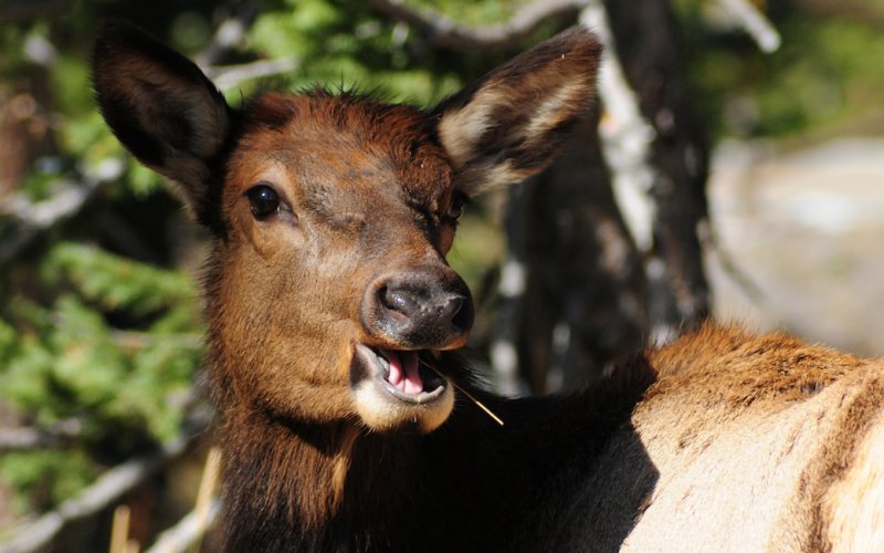 Female Elk Finishes Her Lunch at the West Thumb Thermal Area