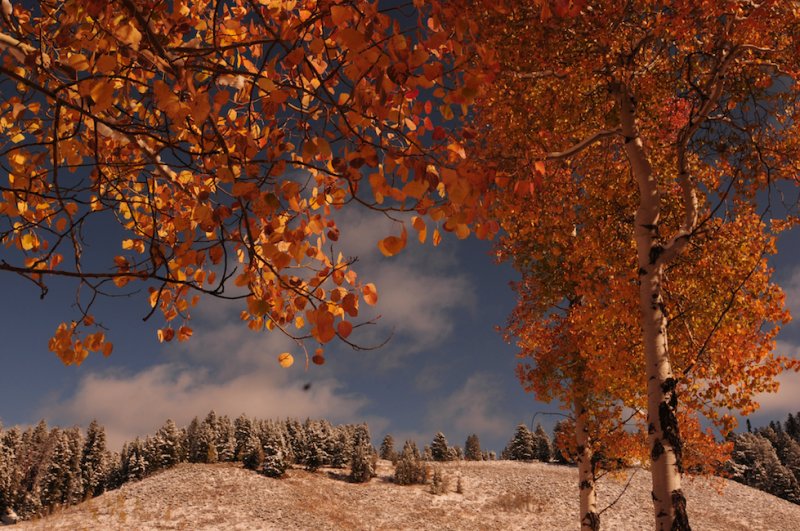 Aspens Near Oxbow Bend