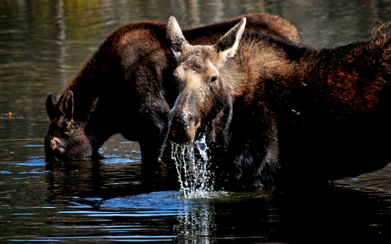 Cow and Calf - Moose Wilson Road, below the Tetons