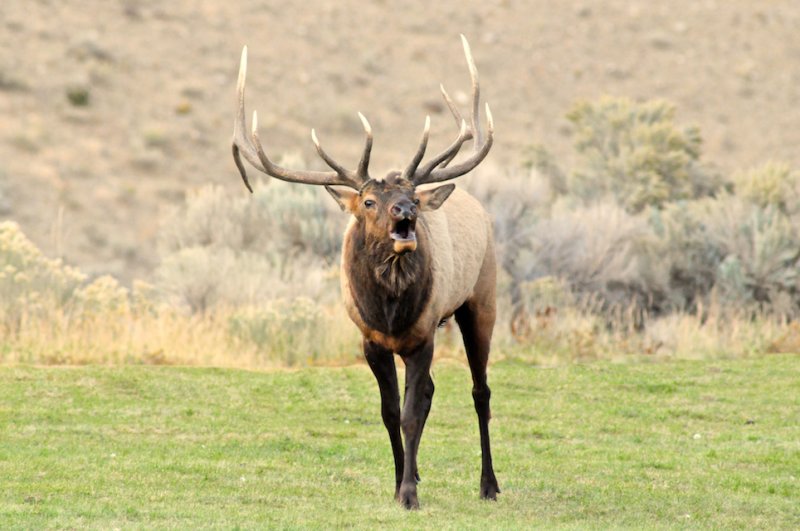 Bull Elk Calls to his Harem