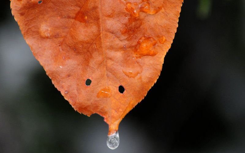 Leaf Along the Lander Cutoff, Wyoming
