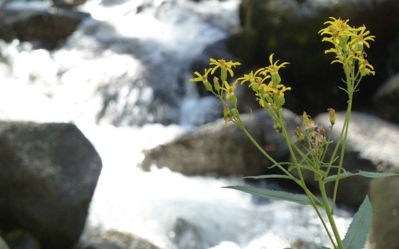 Flowers along the creek.