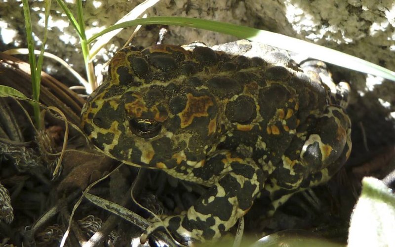 A Yosemite Tree Toad isnt happy with my cameras lens.