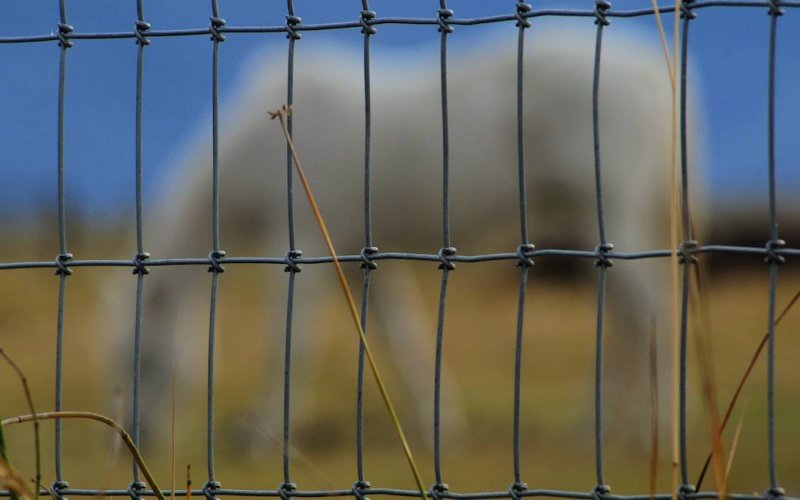 The Horse Behind the Fence