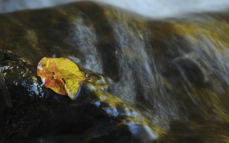 A Leaf in Lee Vining Creek