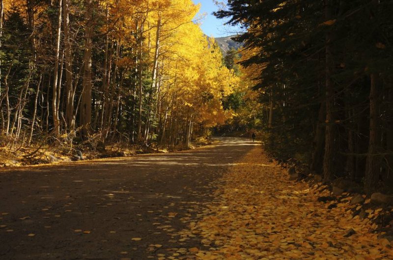 Aspens at Their Peak