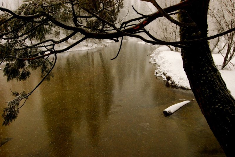 Along the Merced River, Yosemite Valley