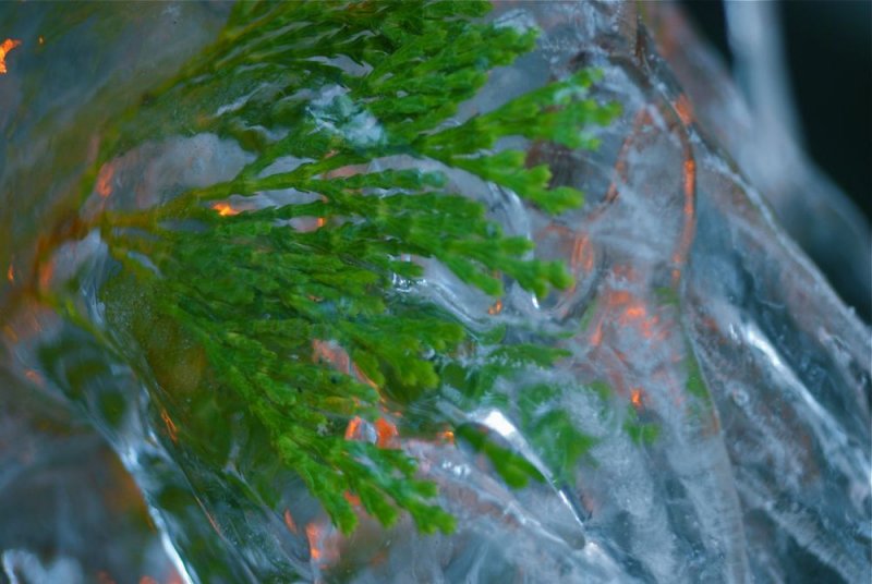 Frozen Incense Cedar Needles, Yosemite