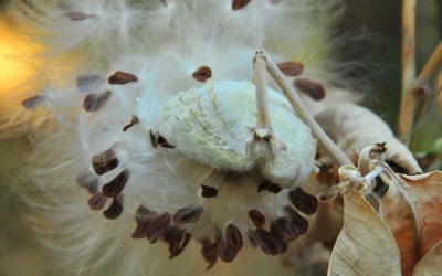 Milkweed Seeds - Foresta