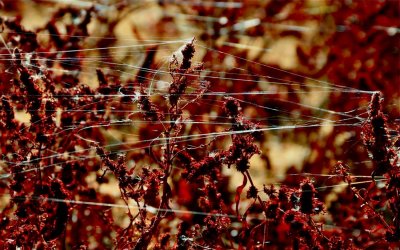 Plants and Spider Webs
