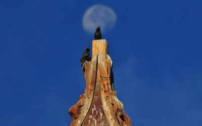Starlings and Moon Atop a Church Steeple