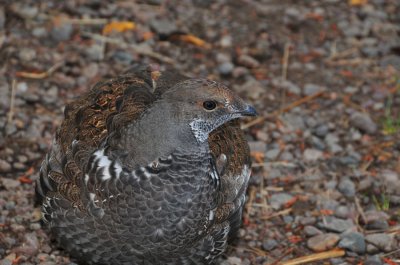Grouse - Comes with Camouflage 