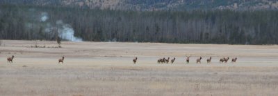 Bull Elk Directs His Harem, Yellowstone