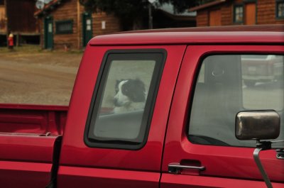 Dog, Truck, Cooke City, Montana
