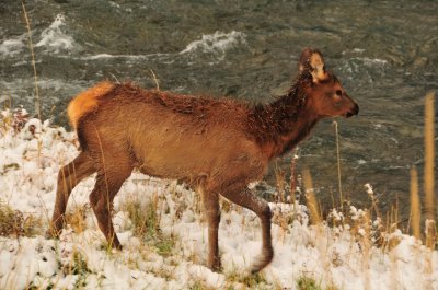 Elk Calf, Autumn Snow