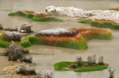 Snow-Topped Vegetation, Near the Volcanic Mud Pots, Yellowstone