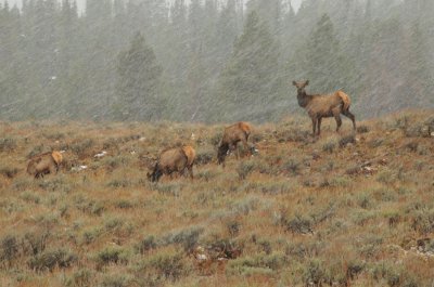 Elk in First Major Storm of the Season