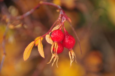 Berries, Melting Snow Flake - Moose Juntion, Teton National Park