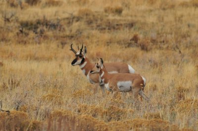 Antelope Couple Near Gros Ventre Campground, Tetons