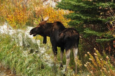 Moose, Teton Natoinal Park