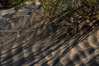 Sand Dunes and Creosote