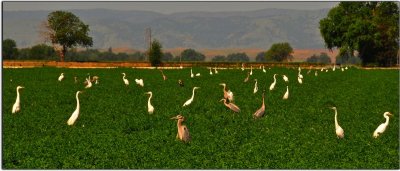 Egrets and Great Blue Herons, Central Valley of California