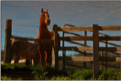 Flipped! Horses In Reflection near Greenville, California