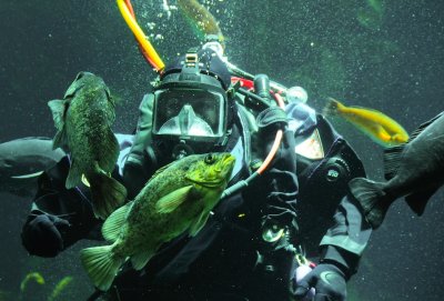 Awake with the Fishes - Diver at the Monterey Aquarium