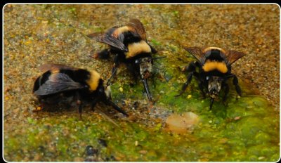 Bees Drinking from a Shallow Stream, Point Reyes