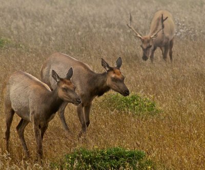 Tule Elk in the Fog, Point Reyes