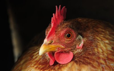 At Home in the Chicken House