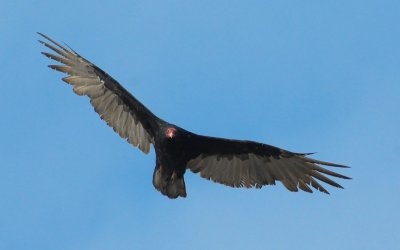 Turkey Vulture #2