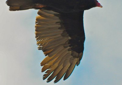 Turkey Vulture #1