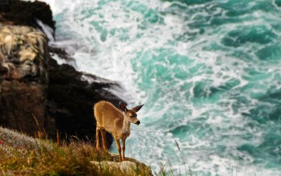 Fawn Perched on the Cliff