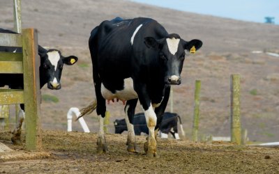 Cattle on the Point Reyes Peninsula