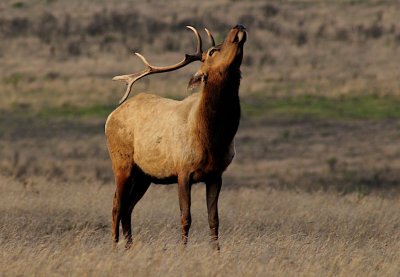 Bull Elk #2