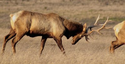 Bull Elk #1
