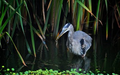Great Blue Heron with Snake, Abbot Lagoon