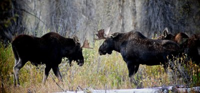 Young Bull Moose, Grand Teton National Park