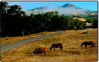 Pastoral Scene in the Mountains Above San Simeon