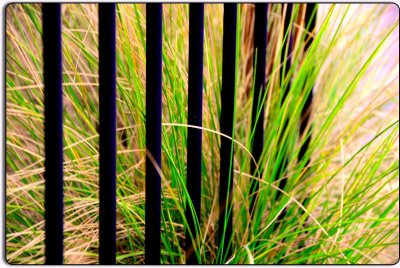 Fence and Grass, Petaluma