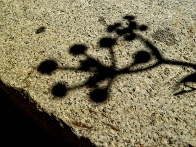 Shadow of Ranger Buttons on granite.