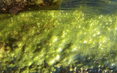 Algae in the stream near our campsite.