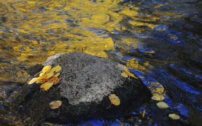 Rock, Leaves, Creek