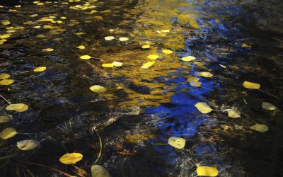 Aspen Leaves in the Creek