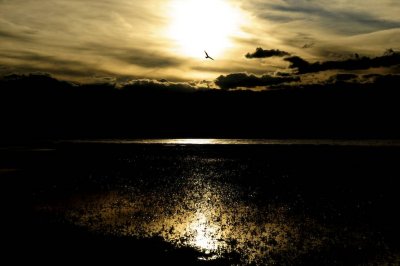 Seagull at the Bridgeport Reservoir