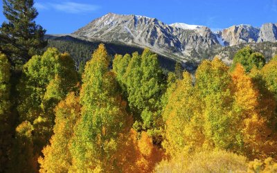 In Lee Vining Canyon, Below the High Sierra