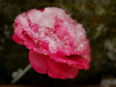 Plastic Rose, Snow - Yosemite Pioneer Cemetery