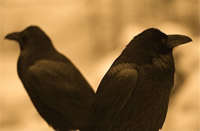 Winter Ravens #1